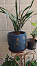 劉閣蘭花蘭花建蘭四季蘭 小國魂 現(xiàn)帶花苞出售濃香四溢室內(nèi)外花卉盆栽好養(yǎng) 小國魂6苗連體帶花苞 配黑硬盆土 曬單實拍圖