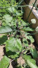 史丹利复合肥蔬菜用种菜果树花肥料化肥通用型 实拍图