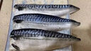 百庫挪威原切青花魚大片凈200g/片 青花魚特大片鯖魚鮐魚生鮮海鮮水產(chǎn) 【獨立包裝】160g/片*5片 曬單實拍圖