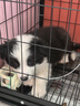 萬(wàn)牽  P鏈p繩狗狗牽引繩遛狗鏈子訓(xùn)犬防爆沖中小型大型犬鋼絲繩寵物鏈 紅色 總長(zhǎng)1.5米（10-100斤） 曬單實(shí)拍圖