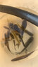 創(chuàng)威創(chuàng)威凌天2代小大綜合二代創(chuàng)釣魚(yú)竿維超輕硬碳素鯉魚(yú)竿鯽手桿臺(tái)釣 7.2m 凌天二代大綜合+竿稍 曬單實(shí)拍圖