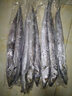 鮮木 半斤一條 舟山原產(chǎn)帶魚新鮮整條海鮮帶魚中段冷凍小眼刀魚 3斤(一條約半斤) 曬單實(shí)拍圖