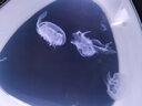 月光水母水母入門套裝海水寵物迷你魚缸赤月海月觀賞桌面網(wǎng)紅水母缸第5代 7L水母缸套裝(5赤月) 曬單實拍圖