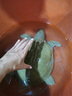 太湖?！觉r活有機(jī)甲魚】漢壽生態(tài)甲魚禮盒野外塘養(yǎng)團(tuán)魚中華老鱉王八送禮 6斤（8年以上） 如需宰殺 留言備注 曬單實拍圖