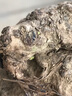 百芳緣招財(cái)龜山烏龜防輻射吊蘭凈化空氣盆景爬藤綠植旱荷花 奇特植物 血藤山烏龜小球5-6厘米 曬單實(shí)拍圖