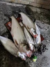 禧瑪諾（SHIMANO）高碳素路亞竿全套裝紡車(chē)輪進(jìn)口釣魚(yú)竿遠投水滴輪魚(yú)竿海竿十大品牌 1.98米 直柄ML調+輪2500+竿包 曬單實(shí)拍圖