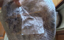 海澤鮮 鮮活波士頓龍蝦 澳洲大龍蝦鮮活冷凍波龍大蝦 1-10斤年貨禮盒 6.5斤 -7斤/只--活凍波龍 曬單實(shí)拍圖