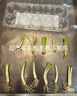 京譽(yù)四季小香蔥紅蔥頭盆栽火蔥四季蔥榨蔥油蔥頭香蔥根苗蔥頭食用本地 4斤蔥頭 曬單實(shí)拍圖