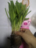 周大闖金娃娃萱草庭院花園陽(yáng)臺盆栽花卉 花壇花草多年宿根草本綠化植物 20棵 10cm以下 曬單實(shí)拍圖