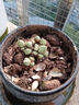采緹（CAITI）山地玫瑰多肉植物大顆好養 肉肉植物室內組合盆栽花卉綠植精品多 山地玫瑰帶側芽 原盆原土發(fā)貨 曬單實(shí)拍圖