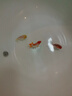 AIPHAROW精品蘭壽金魚活魚潘氏觀賞魚奶牛淡冷水玉兔活體好養(yǎng)耐活國粹 7-8cm精品紅白蘭壽亞成魚 1條 曬單實拍圖