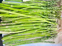 蒔薈果蔬（順豐現摘）福建綠蘆筍農家現挖青筍龍須菜嫩蘆筍去白根新鮮蔬菜 1斤 大筍（直徑10-15mm） 曬單實(shí)拍圖