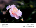 SAMYANG 三洋三陽(yáng) AF 50mm F1.4 FE 全畫幅自動(dòng)對(duì)焦二代大光圈人像定焦鏡頭 AF 50mm F1.4 FE II 二代 官方標(biāo)配 曬單實(shí)拍圖