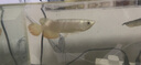 瀚幻金龍魚活魚藍底過背金龍練手龍魚活體高背金龍古典熱帶魚黃化銀龍 24K B級過背金龍18-20cm包發(fā)金 曬單實拍圖
