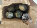 粵迎山東貝貝南瓜板栗口感源頭直發(fā)香甜兒童輔食美味粗糧新鮮蔬菜生鮮 5斤 精選裝【香甜粉糯】凈4.5斤 曬單實(shí)拍圖