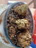 新款卷柏草九死還魂草復活草植物草小盆栽泡水綠植 直徑約4cm1棵 不含盆 曬單實(shí)拍圖