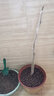 【2株裝 開(kāi)花多】長(cháng)穗豐花紫藤花苗爬藤植物藤蔓紫藤花樹(shù)苗蘿老樁盆栽四季開(kāi)花庭院 金藤5年苗(2株裝) 不含盆 曬單實(shí)拍圖