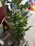 種花迷四季桂樹(shù)苗盆栽 桂花盆景 庭院綠化 桂花樹(shù)苗 桂花苗 當年開(kāi)花 金桂 四年苗 1cm粗(嫁接苗) 曬單實(shí)拍圖
