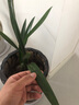 濃香型蘭花苗盆栽大花蕙蘭建蘭花卉盆栽室內(nèi)綠植物庭院四季開花 大將軍22 （3苗送肥料+生根粉）當年開花 曬單實拍圖
