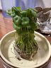 水培植物銅錢草盆栽花卉 室內金錢草花盆栽辦公室水養(yǎng)花草 銅錢草苗【40-50棵】 不含盆 曬單實拍圖