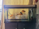 博宇（BOYU）魚(yú)缸 水族箱 熱彎玻璃 40寬 上過(guò)濾家用客廳龍魚(yú)缸養水草金魚(yú)過(guò)濾 EA-100香檳黑魚(yú)缸整套(100*40*126) 曬單實(shí)拍圖