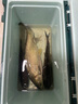 老鬼（OLDGHOST）魚(yú)餌庫戰翹嘴160g湖庫江河池塘野釣紅黃尾釣魚(yú)餌料腥香味鮮腥可口 【5包裝】庫戰翹嘴*160g 曬單實(shí)拍圖