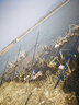 晚漁 海桿5付防纏繞鉤大力馬串鉤釣魚組串鉤線組鉛墜伊勢尼魚套裝拋竿五個鈴鐺五個鉛墜 伊勢尼5付+鈴鐺5個+10克鉛墜5個 7號伊勢尼魚鉤 曬單實拍圖