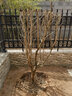 磊運石榴樹(shù)樹(shù)苗特大突尼斯軟籽石榴帶土地栽盆栽庭院果樹(shù)無(wú)籽石榴樹(shù)苗 7公分粗石榴樹(shù)【當年結果】 70cm(含)-79cm(含) 曬單實(shí)拍圖