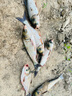 小鳳仙大塊鉛板加厚刻度鉛加寬釣魚鉛墜大卷防炸鉛皮電解鉛皮卷快速鉛卷 0.8mm厚1片/盒【較硬硬度】重68g 大塊刻度鉛板 曬單實拍圖