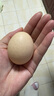 舌尖攻略蛋墩墩農(nóng)家散養(yǎng)雞蛋谷飼鮮雞蛋農(nóng)家雞蛋早餐食材蛋白單枚40g±5g 谷飼鮮雞蛋 12枚 曬單實(shí)拍圖