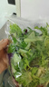 良知農哥【順豐】沙拉蔬菜新鮮套餐健身健康輕食材混合裝西餐生吃生菜 精品沙拉150g*3袋 配3包沙拉醬 曬單實(shí)拍圖