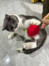 all for paws木天蓼玩具貓薄荷逗貓棒潔齒磨牙棒自嗨解悶神器小貓寵物用品 木天蓼櫻桃 曬單實(shí)拍圖