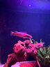 釣哈哈（Diaohaha） 不銹鋼釣魚剪刀鉛皮大力馬線剪刀鋸齒設(shè)計(jì) pe魚線剪刀漁具垂釣用品 炫彩不銹鋼魚線剪刀 曬單實(shí)拍圖