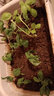 壽禾家庭花草盆栽香草植物迷迭香百里香甜羅勒九層塔陽(yáng)臺(tái)種植盆栽苗 羅勒幼苗 10棵+2棵 曬單實(shí)拍圖