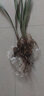 蘭花苗大花蕙蘭墨蘭 虎頭蘭當(dāng)年開(kāi)花大花惠蘭春蘭苗盆栽室內(nèi)陽(yáng)臺(tái)桌面花卉 百花紅舌 曬單實(shí)拍圖