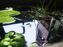 鴻韻堂景德鎮陶瓷魚(yú)缸復古缸養魚(yú)盆荷花缸碗蓮睡蓮花盆陽(yáng)臺庭院陶瓷水缸 淺缸復古中號32cm(帶底座) 曬單實(shí)拍圖