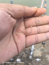 川澤鼎尖江湖伊勢尼魚(yú)鉤大物子線(xiàn)雙鉤成品魚(yú)鉤子綁好野釣湖庫大物鉤 75cm【鉤10線(xiàn)4.0+鉤11線(xiàn)5.0】 鼎尖江湖伊勢尼大物鉤 曬單實(shí)拍圖