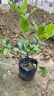 蓮霧果苗臺灣品種嫁接黑金剛南方種植果樹(shù)苗大葉紅庭院地栽高產(chǎn)量 黑金剛 二年苗 曬單實(shí)拍圖
