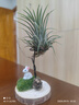 開時果 空氣鳳梨無土綠植物創(chuàng)意盆栽 禮品禮物空鳳好養(yǎng)擺件源頭直發(fā)包郵 綠精靈+小兔底托 曬單實拍圖