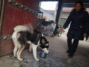 SLPC狗繩金毛狗狗牽引繩中大型犬狗鏈子防爆沖p鏈項圈馬犬寵物遛狗繩 黑色 XL（適合約65到99斤） 曬單實拍圖