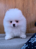 京狼圖騰雙血統(tǒng)純種博美幼犬寵物狗狗博美犬活體小型犬茶杯犬活體長不大 血統(tǒng)級(jí) 2 曬單實(shí)拍圖
