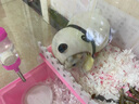 aliceAlice倉鼠保暖窩甜夢(mèng)被 棉花冬季保暖 小窩棉窩金絲熊房子 倉鼠彩棉球100粒 冬季保暖 曬單實(shí)拍圖
