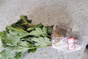 種花迷菊花盆栽植物開(kāi)花大菊花帶花苞乒乓菊長(zhǎng)壽花盆栽植花卉 龍爪菊（ 混色乒乓菊（苗5棵） 曬單實(shí)拍圖