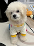 MIKI PAD狗狗衣服小型犬春秋款貓咪衣服四腳衣可牽引小狗衣服泰迪比熊 藍(lán)色口袋背帶褲 S背長(zhǎng)25cm（參考體重1-5斤） 曬單實(shí)拍圖