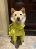 MOEPIE狗狗雨衣中大型犬邊牧金毛柴犬四腳防水全包新款連帽沖鋒衣 綠色（帶帽款可拆卸） 2XL（推薦34-40斤狗狗） 曬單實(shí)拍圖