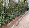 圍墻籬笆植物大葉北海道黃楊苗冬青樹(shù)苗四季常青耐寒庭院綠籬樹(shù)苗 北海道冬青1.5米左右高【10顆】 曬單實(shí)拍圖