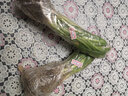 周大闖金娃娃萱草庭院花園陽(yáng)臺盆栽花卉 花壇花草多年宿根草本綠化植物 20棵 10cm以下 曬單實(shí)拍圖