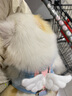 卡通猴狗狗牽引繩背心式遛狗繩溜狗鏈子小型犬泰迪博美網(wǎng)紅寵物用品大全 藍(lán)色玉桂狗 小號(hào)-（建議體重3-5斤） 曬單實(shí)拍圖