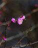 佳能（Canon） 全畫幅中遠(yuǎn)攝大光圈單反定焦鏡頭 佳能EF 135mm f/2L USM  標(biāo)配 曬單實拍圖