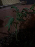 種菜記小番茄苗西紅柿辣椒苗幼苗蔬菜苗菜苗四季夏季南方種陽(yáng)臺專(zhuān)用秧苗 草莓番茄苗5棵 送1棵 曬單實(shí)拍圖